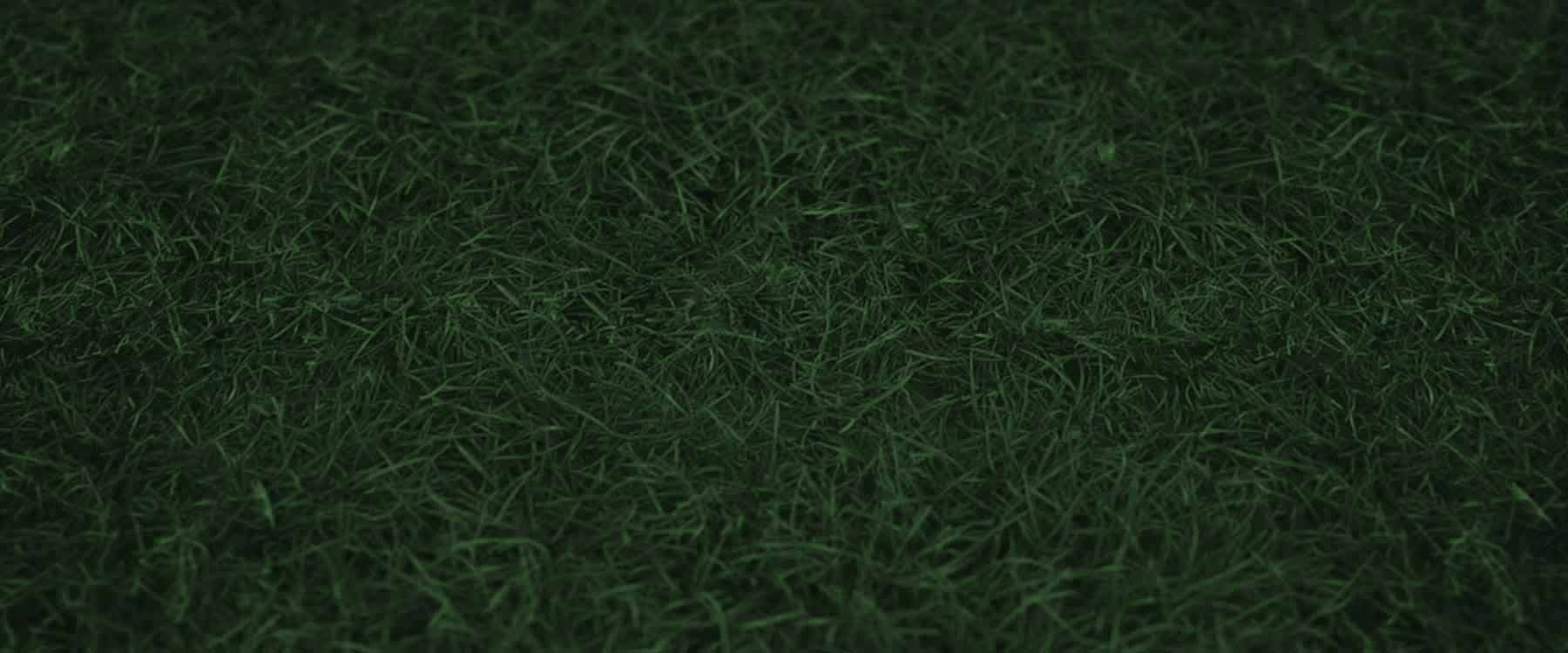 Grass
