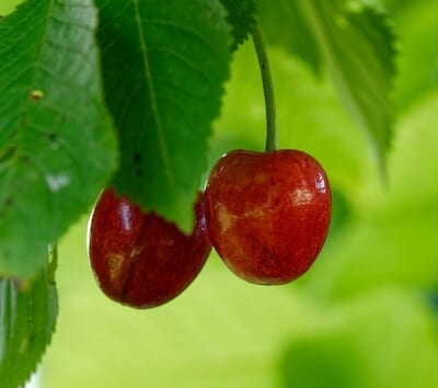 Tart Cherry