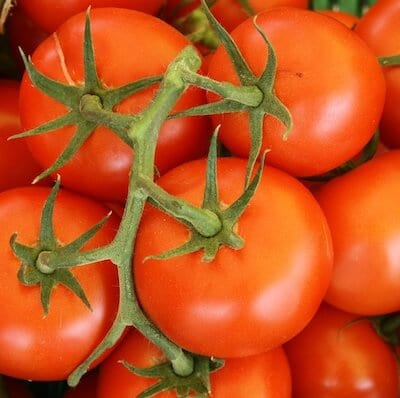 Tomato