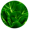 Ingredient